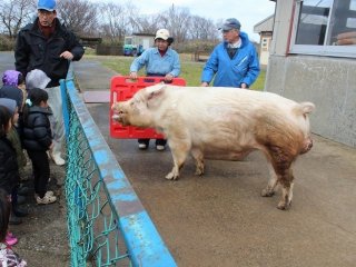 畜産試験場は研究機関なので種付けなども研究目的であり販売目的ではない。この大きな豚は種豚
