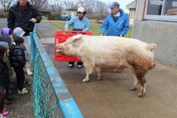 축산시험장은 연구기관이라 교배등도 연구목적이어서, 판매목적이 아니다.이 큰 돼지는 교배용 돼지