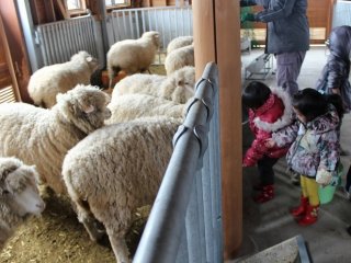 冬季は厩舎内で過ごす羊や山羊に餌やりを体験することができる