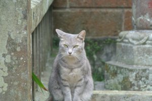 At the Okichi Memorial Hall, the library staff said it was a stray cat... but I thought she was very beautiful, like Okichi herself....
