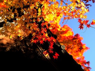 Daun musim gugur terang benderang di bawah langit tinggi biru
