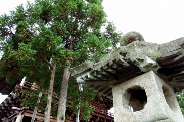 <p>Stone lantern, tall trees and my favorite gate in the backdrop</p>