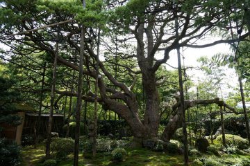 <p>ชมต้น pine 700 ปีใกล้ๆ</p>