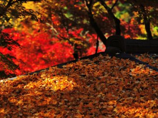 屋根の上を銀杏の葉が彩る　秋だけの屋根の色だ