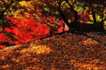 <p>Thatched roof covered with fallen ginkgo leaves...a special roof color only seen in the autumn</p>