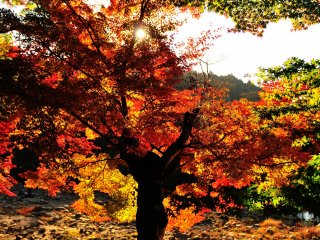Setting sun is beaming through a large maple tree, and the back-lit maple leaves are burning red