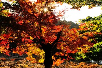 <p>Setting sun is beaming through a large maple tree, and the back-lit maple leaves are burning red</p>
