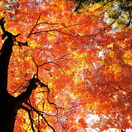 ألوان الخريف في كورانكي
