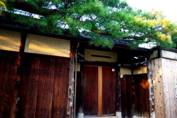 <p>Pine branch overhangs a wood and plaster wall</p>