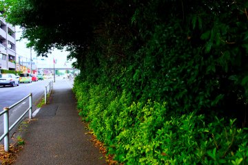 <p>A tunnel of trees along the sidewalk</p>