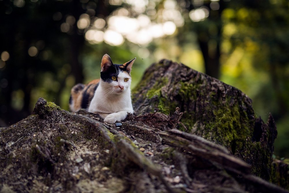 Um belo gato descansa num tronco cheio de musgo