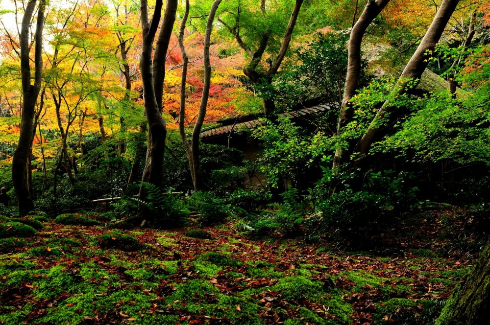秋深まる奥嵯峨、竹林の里の庵