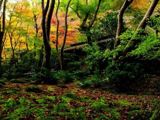 秋深まる奥嵯峨、竹林の里の庵