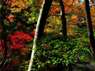 鮮やかに色付く裏山の楓