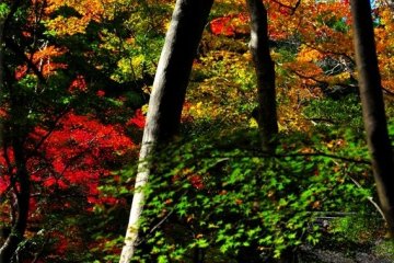 <p>Brilliant maple leaves on a mountain behind the temple</p>