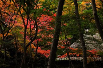 <p>This rustic old temple is located deep in Saga, Kyoto. The serenity and&nbsp;austerity permeate the entire grounds</p>