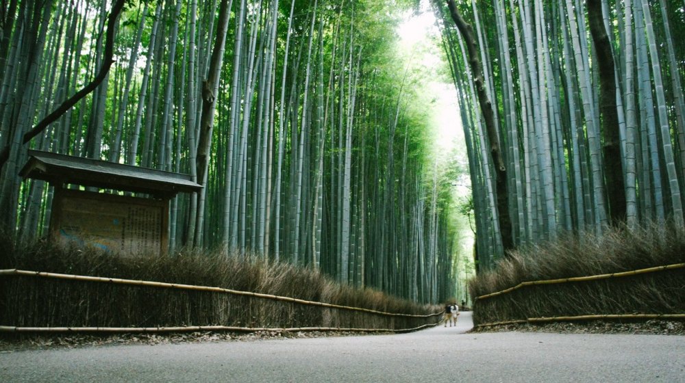 El bello bosque de bambú en Arashiyama