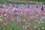 Kurihama Flower Park: Summer Cosmos