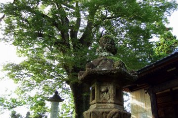 고대 석등 위에 높은 녹색 나무가 우뚝 솟아 있다