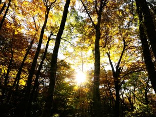 Divine sunshine beaming through autumn leaves