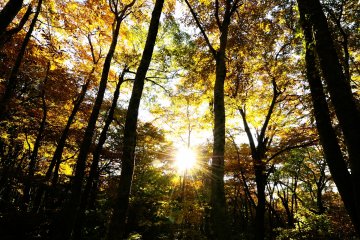 <p>Divine sunshine beaming through autumn leaves</p>
