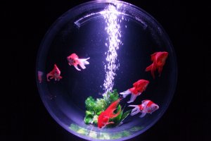 Simple tanks highlight the fish&#39;s beauty