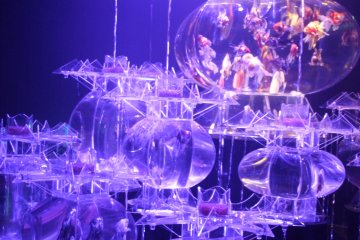 <p>A complex, intricate system of fish tanks</p>