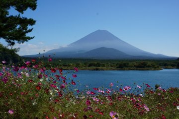 <p>ดอกไม้และต้นไม้พร้อมใจกันประดับเขาฟูจิที่มะเลสาบ Shojiko</p>