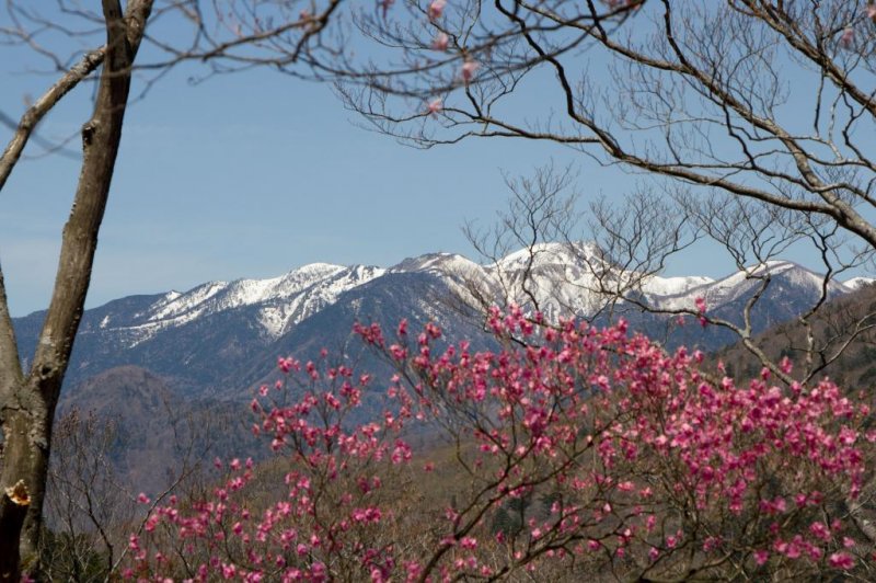 ต้นซากุระและหิมะที่ปกคลุมภูเขาโอคุ-นิกโก