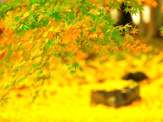 Lapangan diselimuti daun kuning berjatuhan bersinar seperti lantai berkarpet kuning