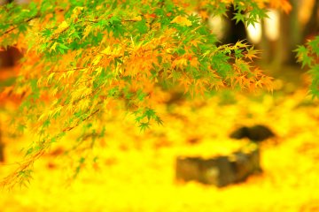 <p>The ground covered by yellow fallen leaves shines like a yellow carpeted floor</p>