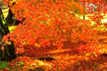 <p>This is the &#39;Autumn Foliage of Eikando&#39;!</p>
