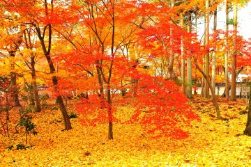 สีสันของฤดูใบไม้ร่วงที่วัด Eikando เกียวโต 3