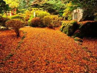 As I arrived in the early morning, the fallen leaves on the shrine grounds were not yet cleaned up. To see the fallen leaves in a natural state like this is one of the pleasures of appreciating autumn leaves