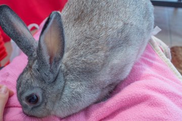 <p>Meet &quot;Momo&quot; (peach), one of the cute residents of With Bunny</p>