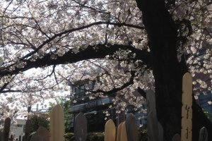 Sobota and cherry blossoms