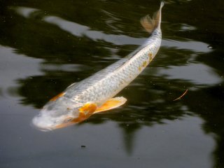 ปลาคราฟสีขาวทองในสระน้ำ