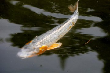 <p>ปลาคราฟสีขาวทองในสระน้ำ</p>