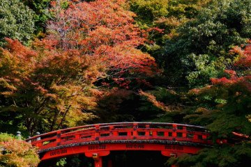 Осенняя листва создает удивительный фон для моста