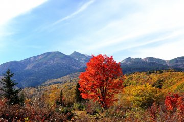 <p>Although the lower bush is a bit annoying, I couldn&#39;t go home without taking photos of this big red maple tree with the&nbsp;Norikura mountains in the background</p>