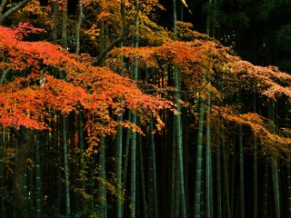 La petite for&ecirc;t de bambous de Okyo depuis le jardin des dix b&oelig;ufs. Elle a &eacute;t&eacute; con&ccedil;ue par Maruyama Okyo. La lumi&egrave;re du soleil &agrave; travers les bambous est douce et magnifique &nbsp;