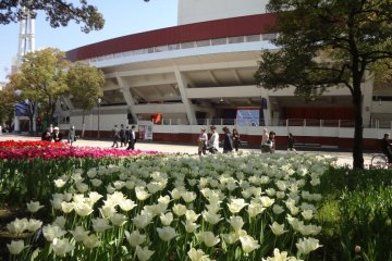 В мае яркие тюльпаны облагораживают парк и район стадиона.