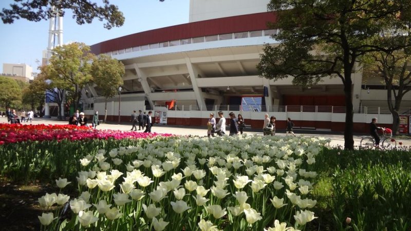 В мае яркие тюльпаны облагораживают парк и район стадиона.