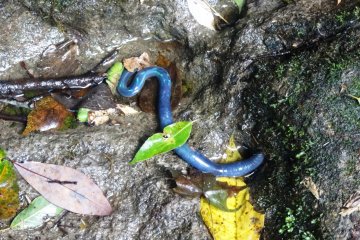 <p>Keep your eyes peeled for the bright blue Giant Japanese Earthworm</p>