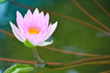 Beautiful, beautiful Water Lily called the &quot;Pink Pearl&quot;