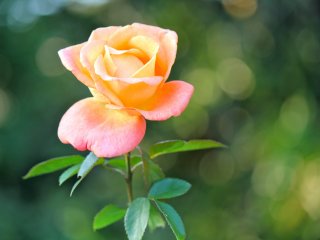 Mawar peach dan kenari berwarna ini begitu indah dan terlihat lembut