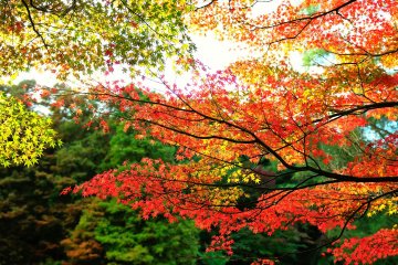 <p>Autumn leaves change color quickly in the chilly mountain climate</p>