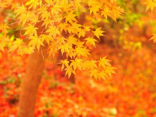 Sekitar 40 jenis pohon dari Amerika Utara ditanam di area seluas 2.5 hektar. Dedaunan musim gugur di tempat ini merupakan favorit saya!