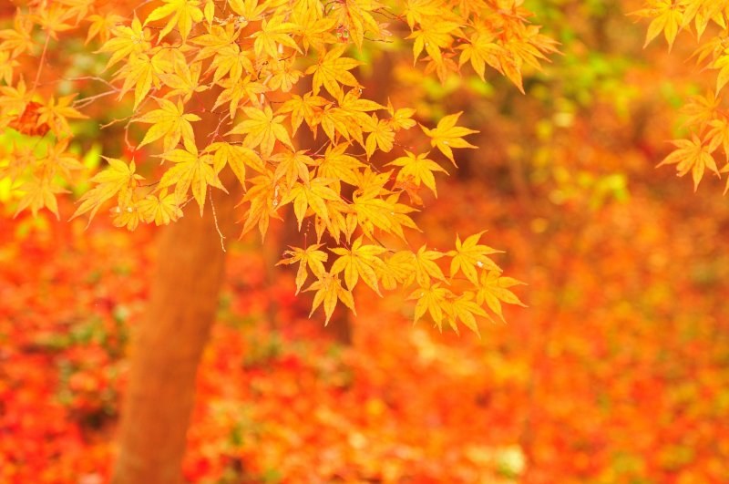 About 40 kinds of trees from North America are planted in a 2.5 hectare space. The autumn foliage here is my favorite!