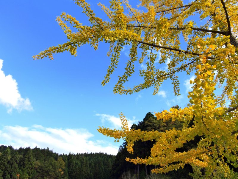 <p>Yellow gingko with mountains in the background</p>